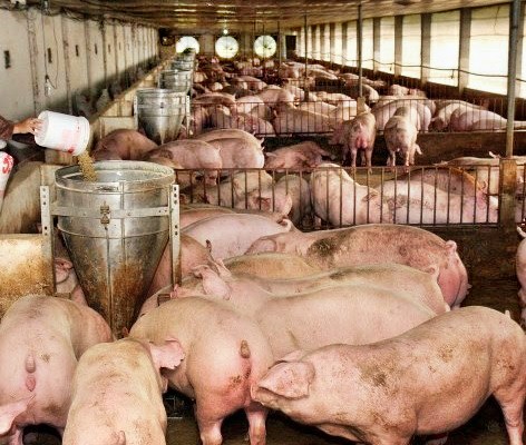 Ô nhiễm mùi và Các phương pháp xử lý ô nhiễm mùi Ô nhiễm mùi và Các phương pháp xử lý ô nhiễm mùi