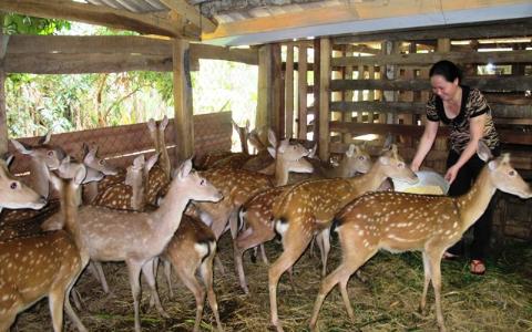 cơ sở chăn nuôi gia súc cơ sở chăn nuôi gia súc