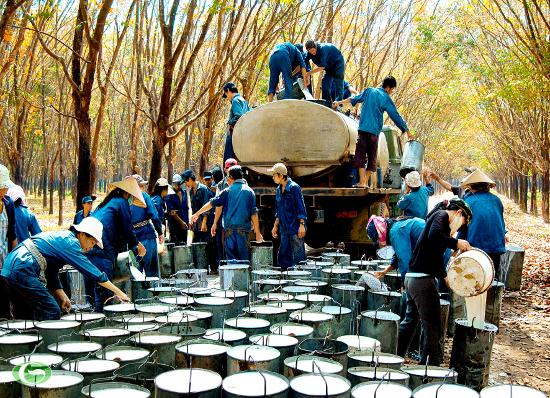 công nhân thu gom mủ tại vườn cao su - Xử lý nước thải cao su Bình Phước công nhân thu gom mủ tại vườn cao su - Xử lý nước thải cao su Bình Phước