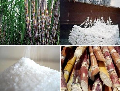 Ngành công nghiệp sản xuất mía đường ở Việt Nam Ngành công nghiệp sản xuất mía đường ở Việt Nam