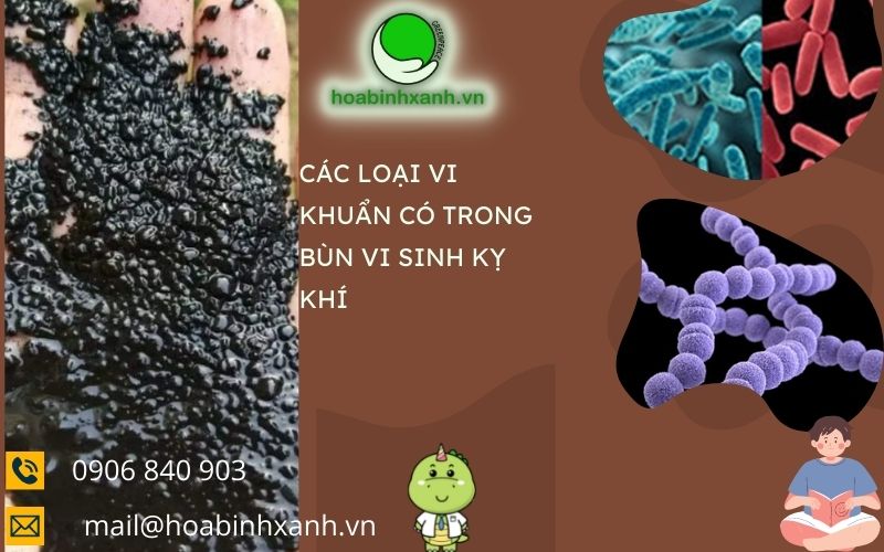 Các vi khuẩn kỵ khí Các vi khuẩn kỵ khí