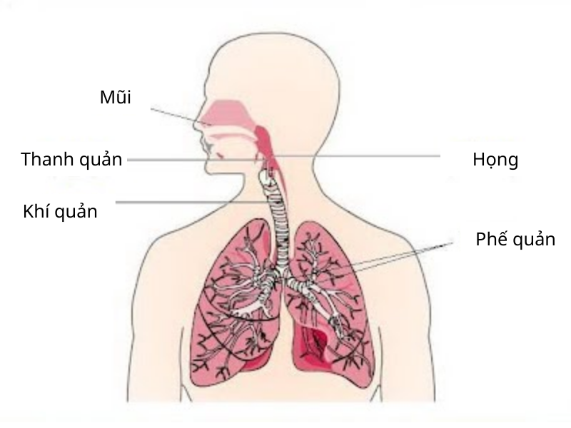 Ảnh hưởng của khí thải hơi axit Ảnh hưởng của khí thải hơi axit