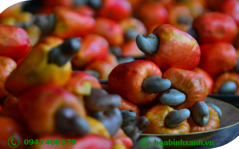 Phân tích mẫu nước thải chế biến hạt điều Phân tích mẫu nước thải chế biến hạt điều