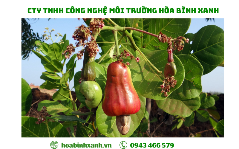 Xử lý nước thải chế biến hạt điều