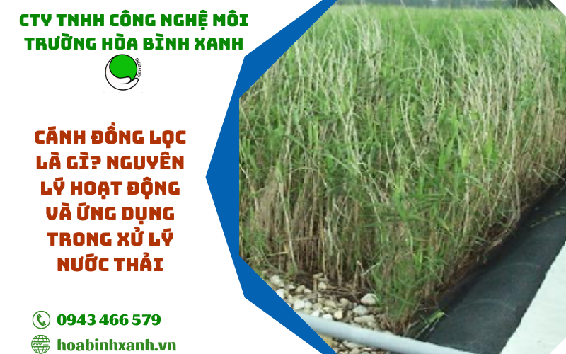 Cánh đồng lọc là gì? Nguyên lý hoạt động và ứng dụng trong xử lý nước thải