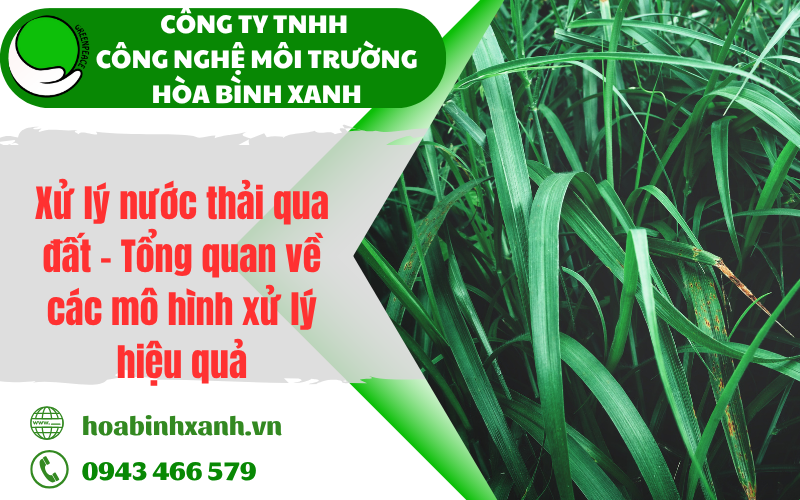 Top 5 loại thực vật xử lý nước thải thường được ứng dụng