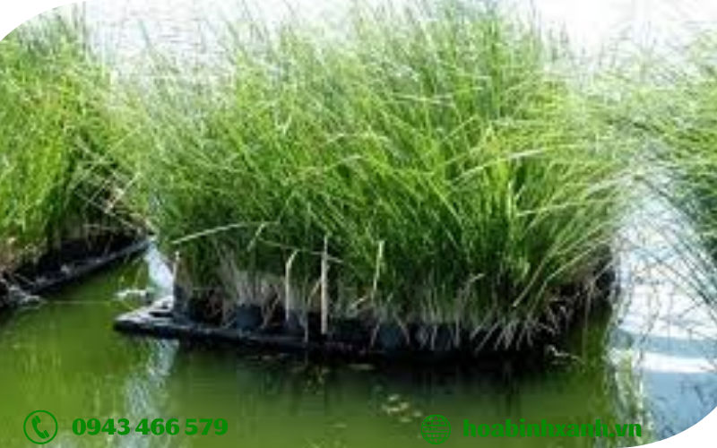 Nguyên lý hoạt động của đất ngập nước trong xử lý nước thải Nguyên lý hoạt động của đất ngập nước trong xử lý nước thải