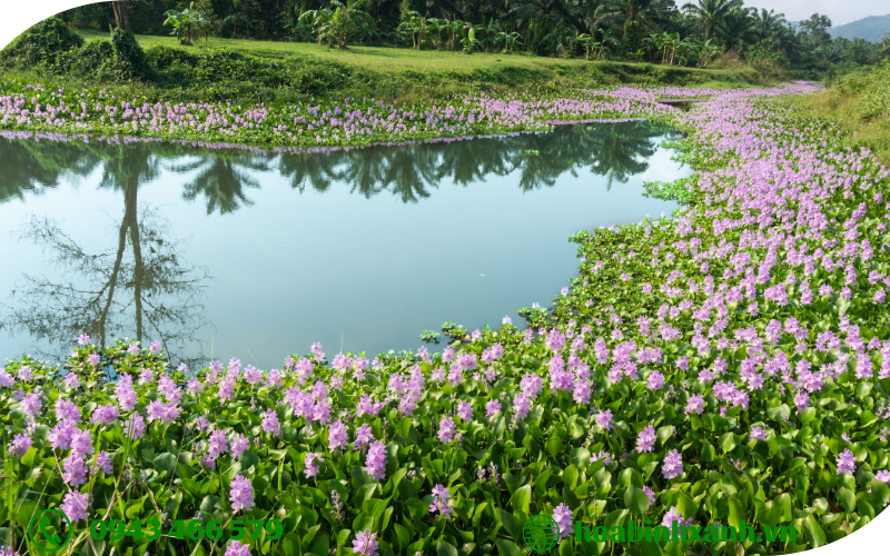 Hồ sinh học với sự tham gia của thực vật thủy sinh Hồ sinh học với sự tham gia của thực vật thủy sinh
