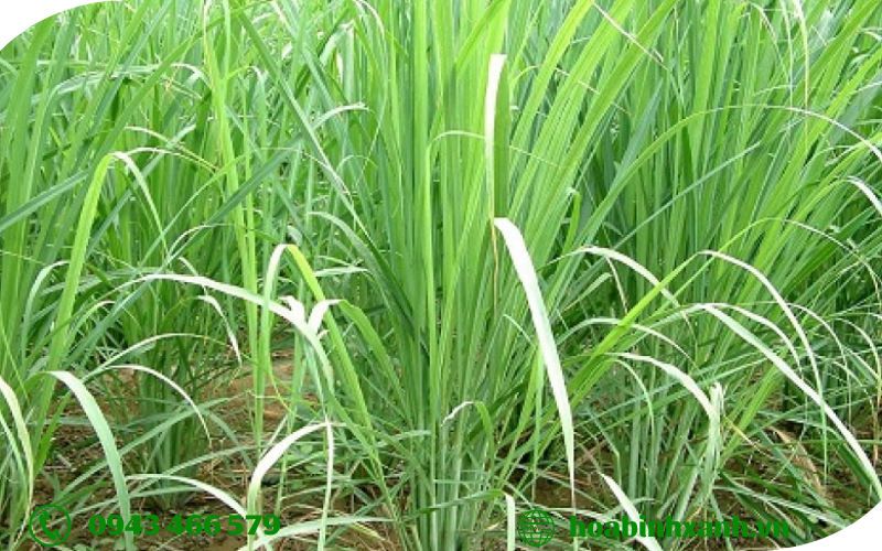 Cỏ vetiver Cỏ vetiver