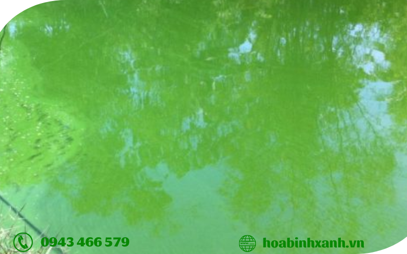 Xử lý Nito và photpho trong nước thải ngăn ngừa phú dưỡng hóa