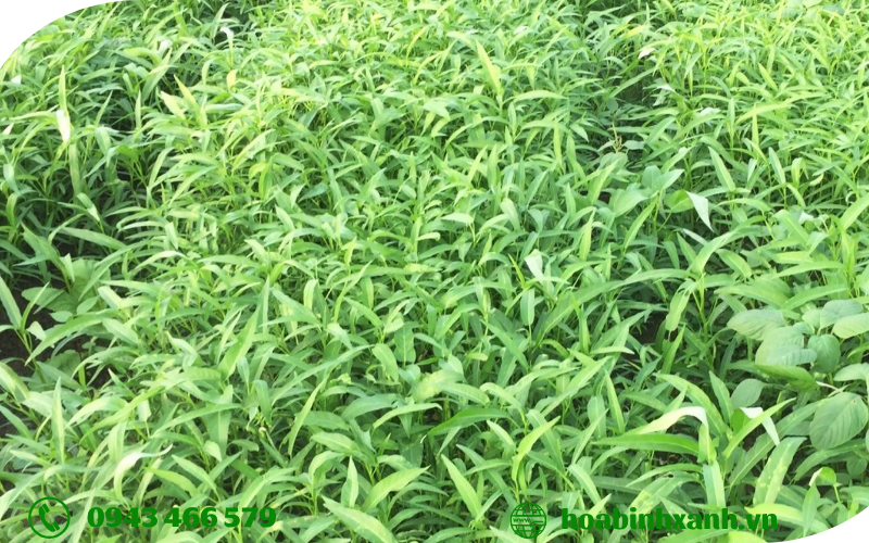 Cây rau muống Cây rau muống